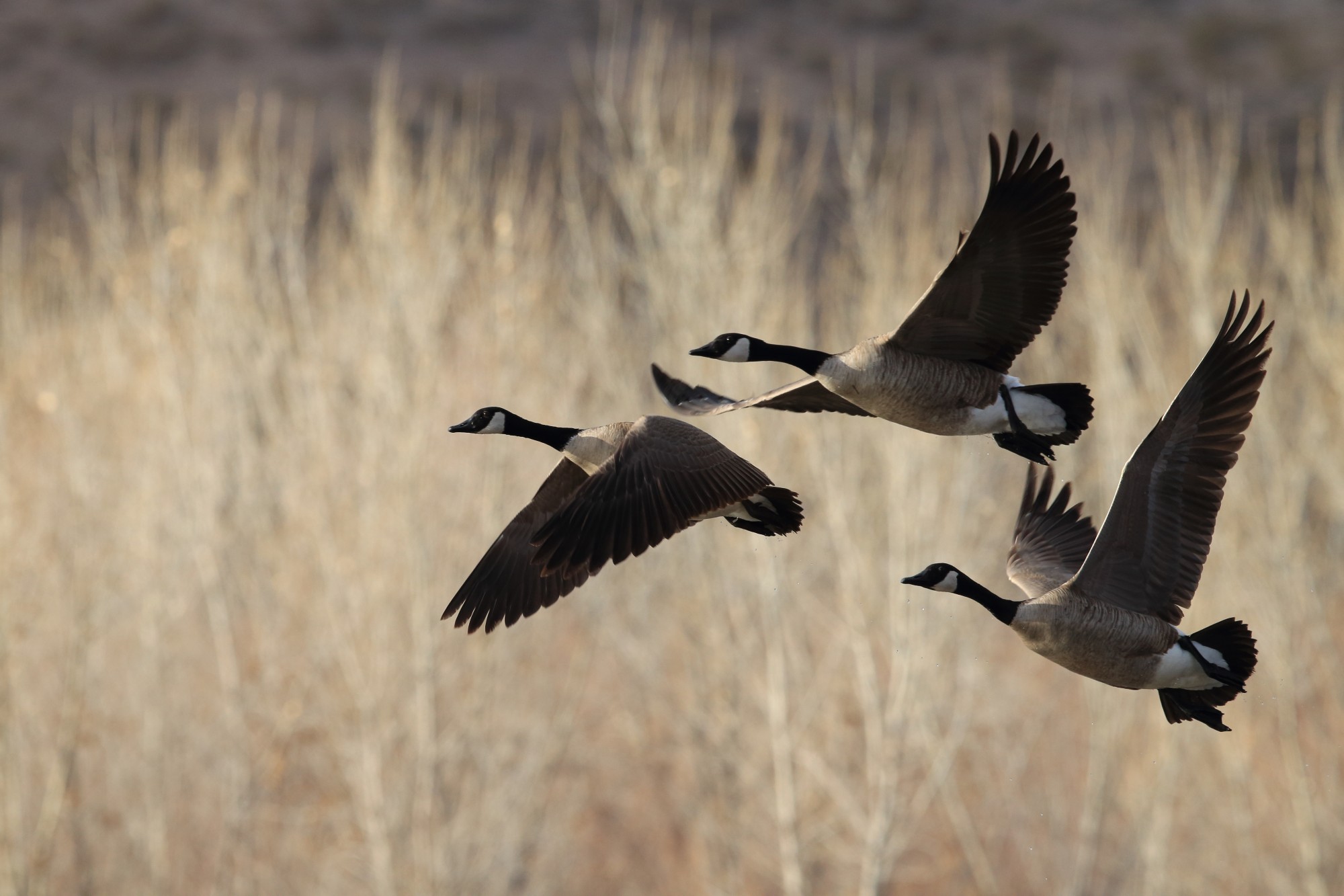 Snow geese