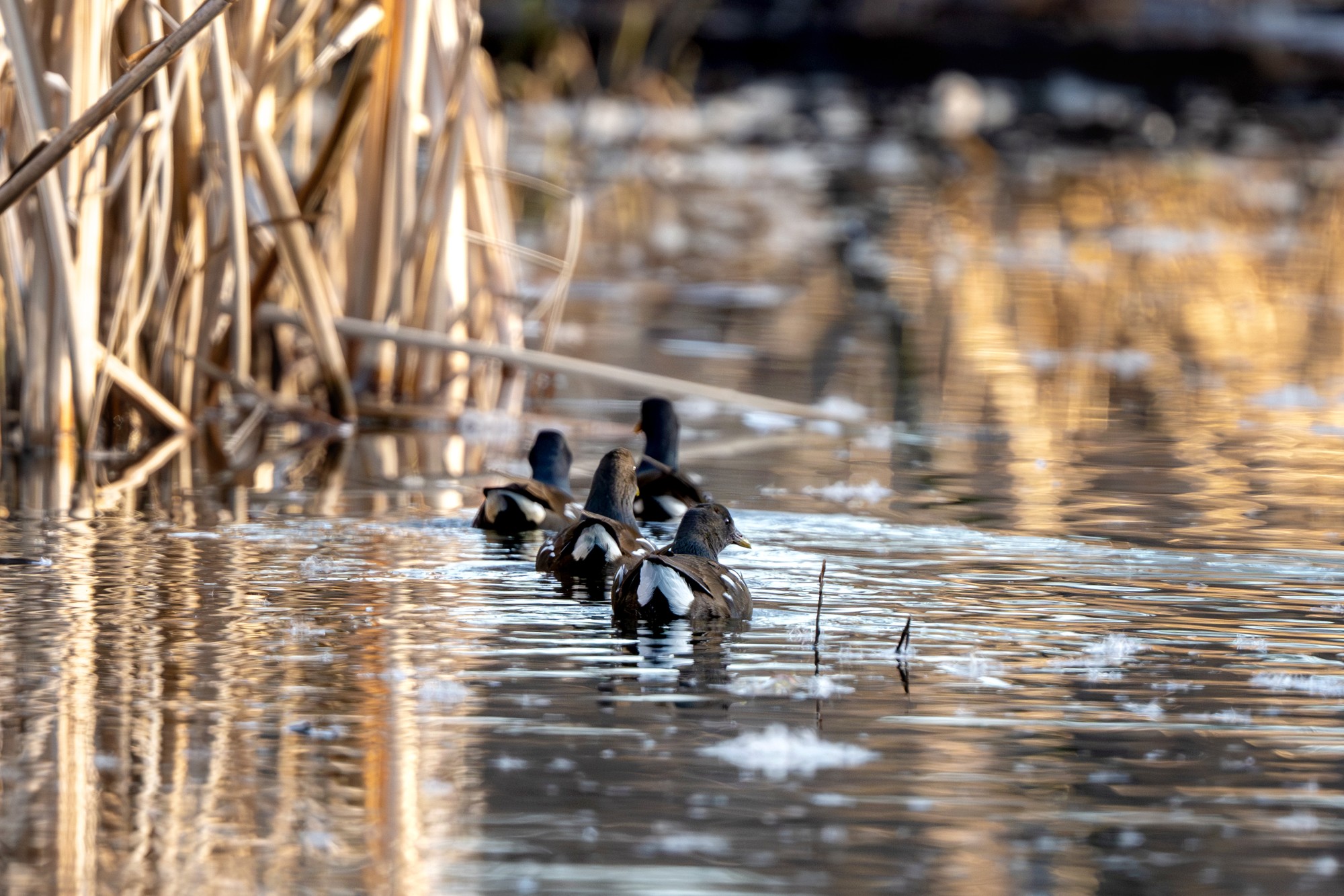 Hunting photo